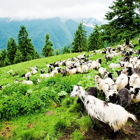 Agio קולוצ'אבה