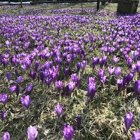 Agio 2* קולוצ'אבה