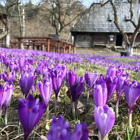 Agio קולוצ'אבה